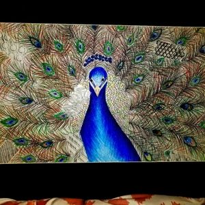 Peacock pencil drawing